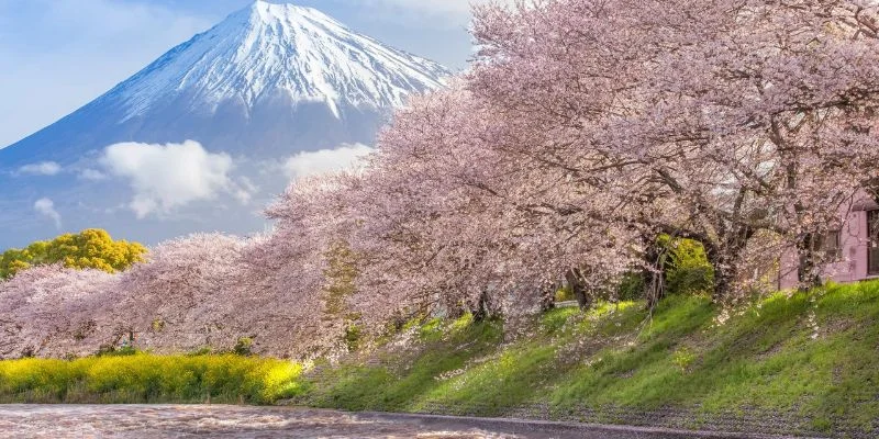 Shizuoka Office in Japan